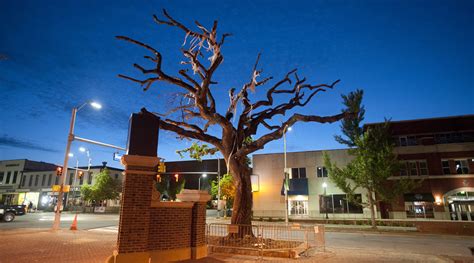 auburn tree poisoning radio call|auburn tree poisoning.